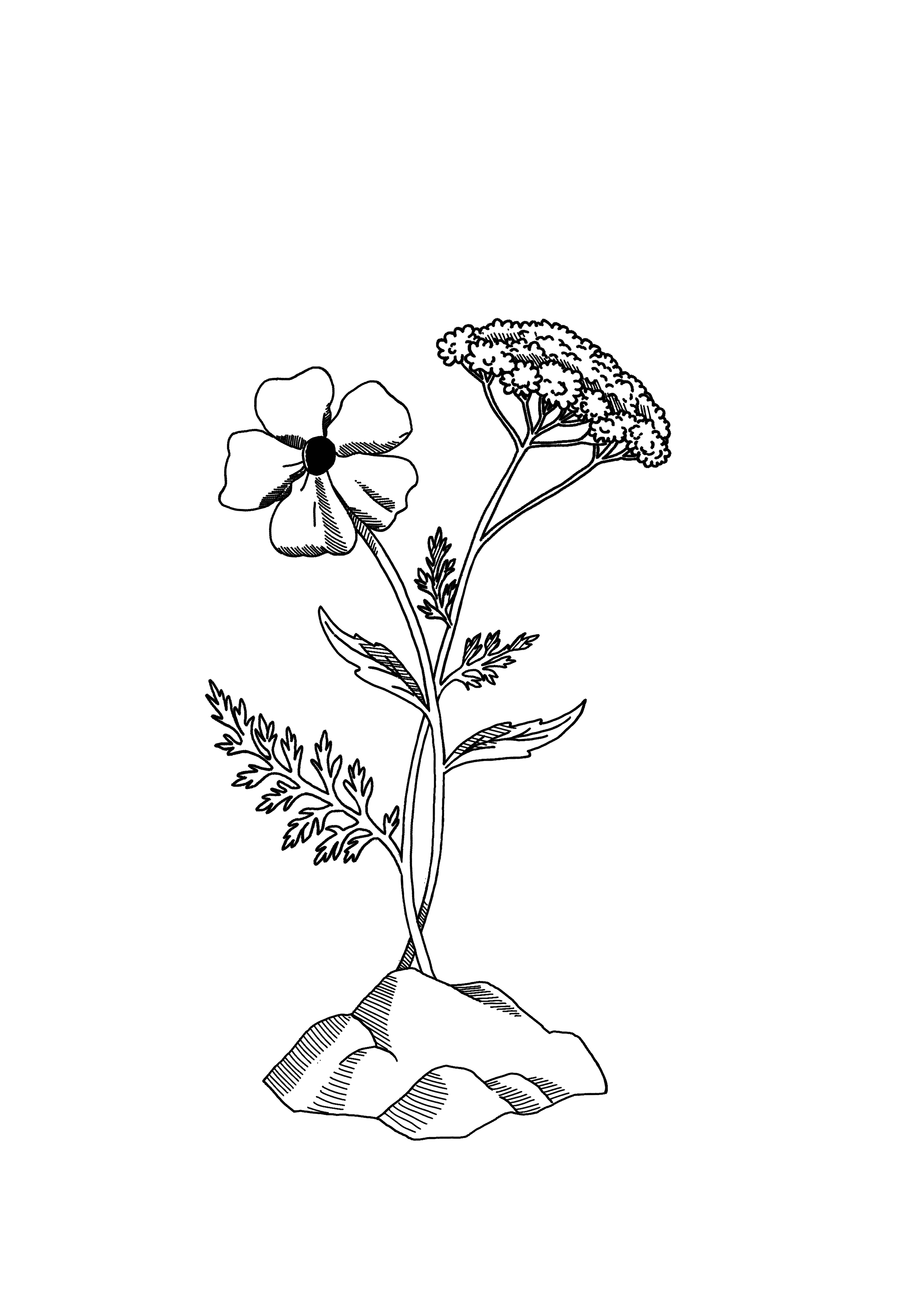 Logo Terres Zeller
